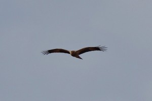 Black Kite