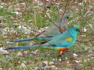 Mulga Parrots